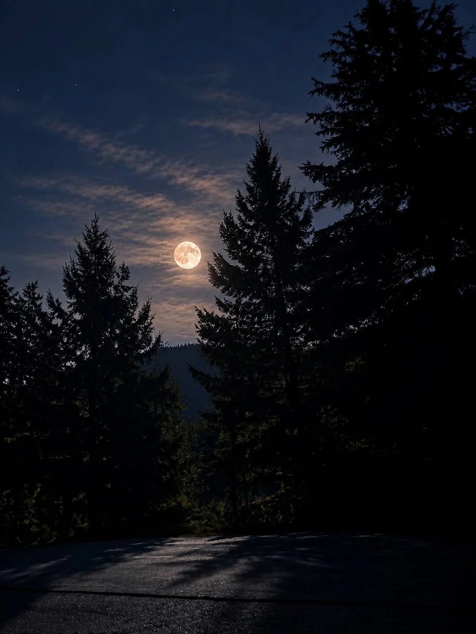 The full moon glowing through thin cloud between the silhouettes of tall fir trees on Bowen Island.